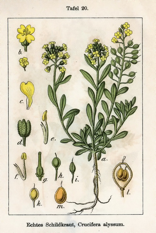 Odontarrhena bertolonii (=Alyssum bertolonii) / Alisso di Bertoloni